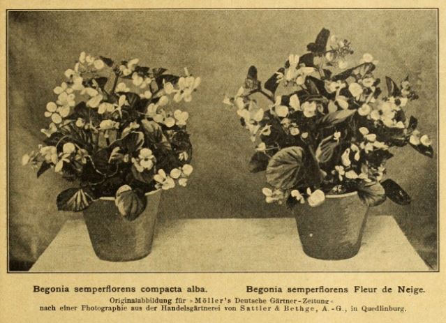 B. ‘Compacta Alba’